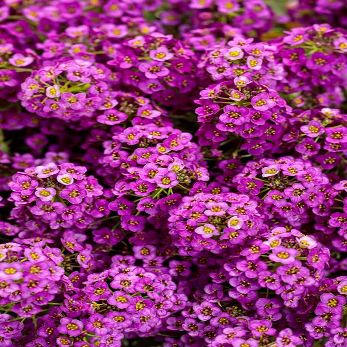 Alyssum Ground Cover Flower Seeds for Planting  Easy to Grow, Heirloom, Non-GMO, High Germination Organic Garden Seeds