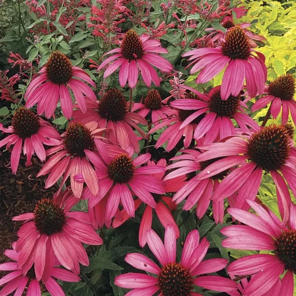 Amazing Dream Coneflower Seeds | Unique Echinacea Garden Variety Heirloom, Non-GMO, High Germination Organic Garden Seeds