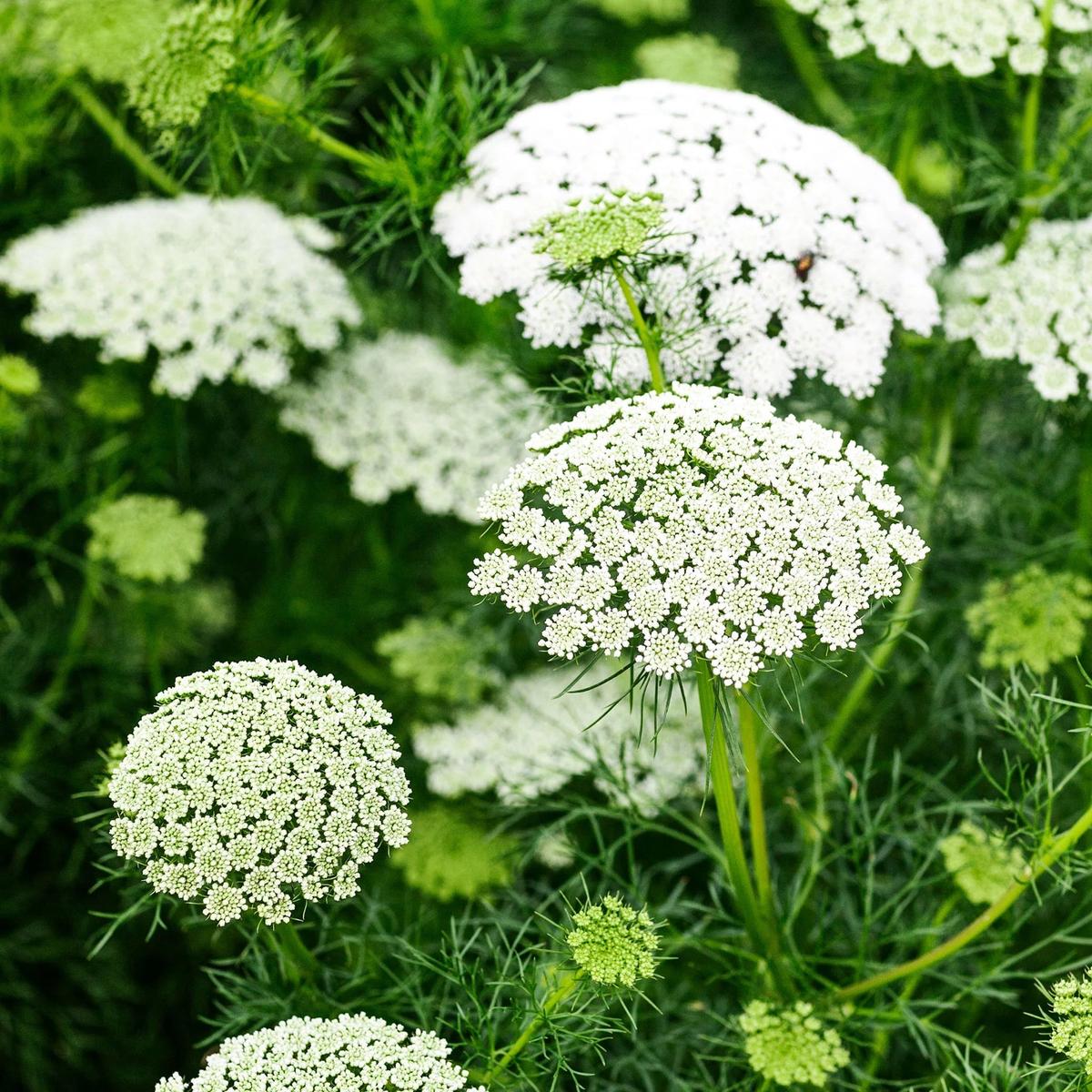 Ammi Majus Seeds for Planting  Organic, Heirloom, Non-GMO Flower Seeds