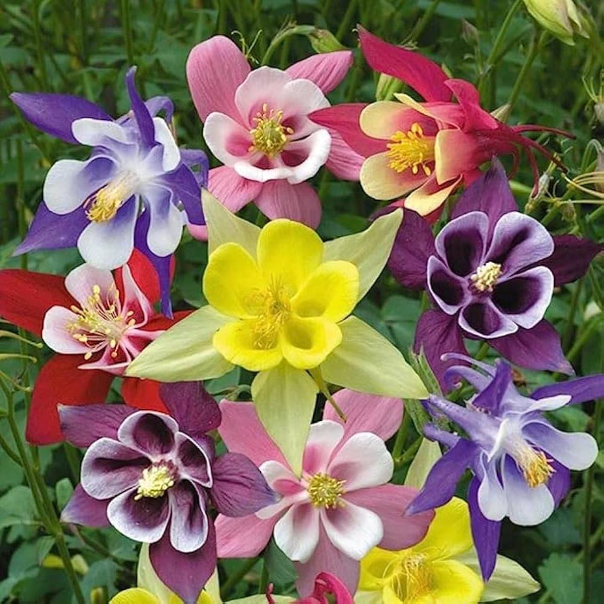 Aquilegia Flower seeds for Planting Drought Tolerant Heirloom & GMO Free Seeds for Home Garden