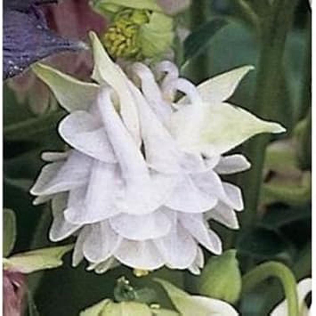 Aquilegia Lace Flower Seeds for Planting - Heirloom, Non-GMO, High Germination Organic Garden Seeds