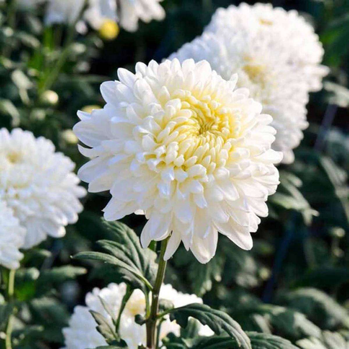 Aster Chrysanthemum Perennial Flower For Indoor And Outdoor Garden Planting Flower Seeds for Home