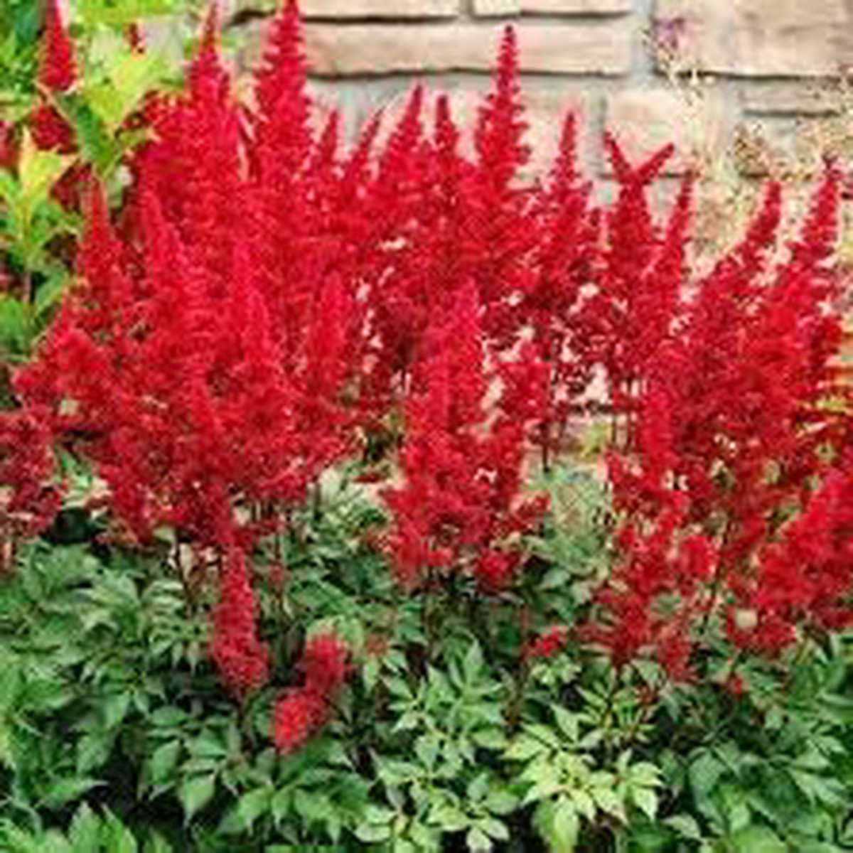 Astilbe Arendsii Flower seeds for Planting Pollinator Friendly Heirloom & GMO Free Seeds for Home Garden