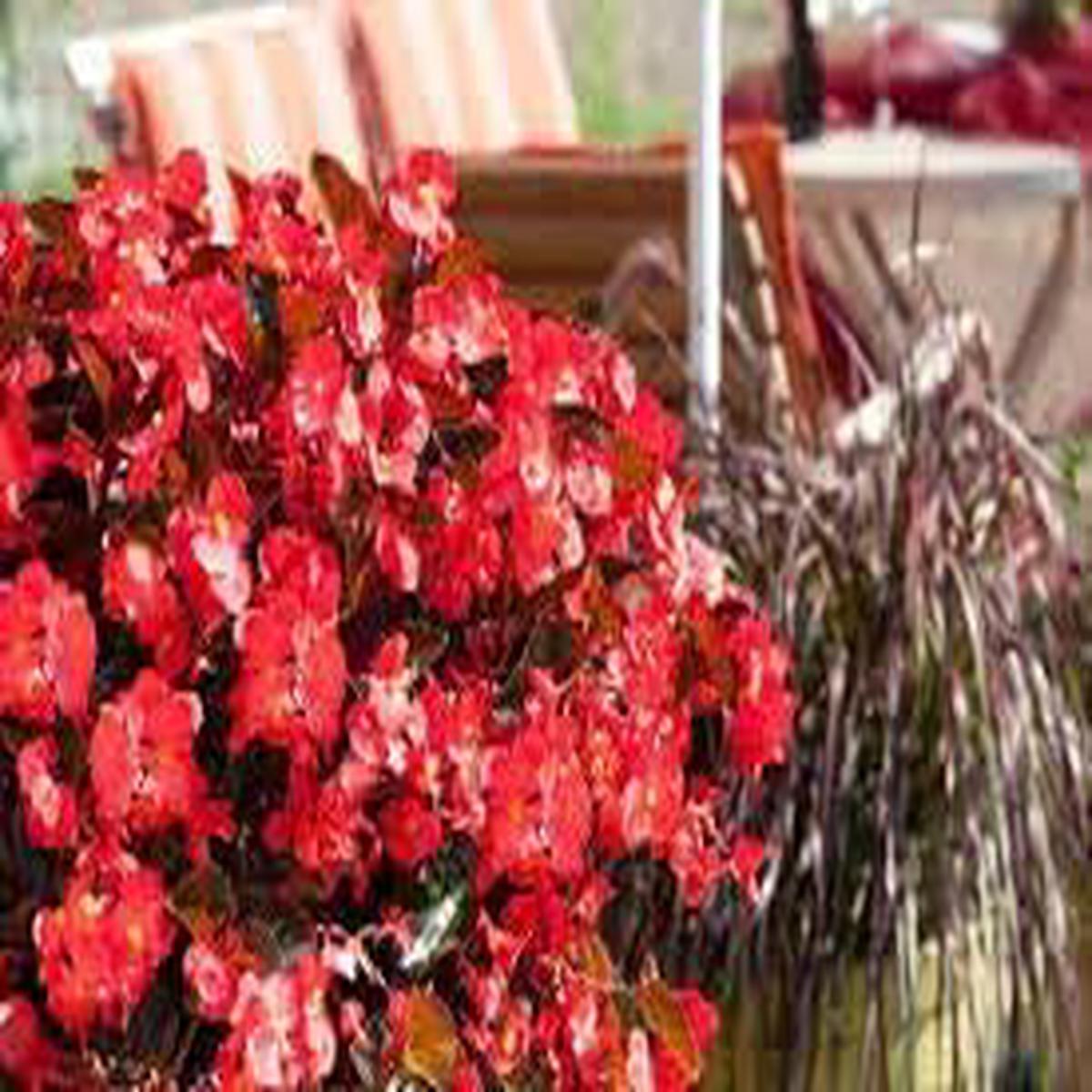 Begonia Flower Seeds for Planting | Sun Loving | Heirloom Non-GMO High Germination Seeds