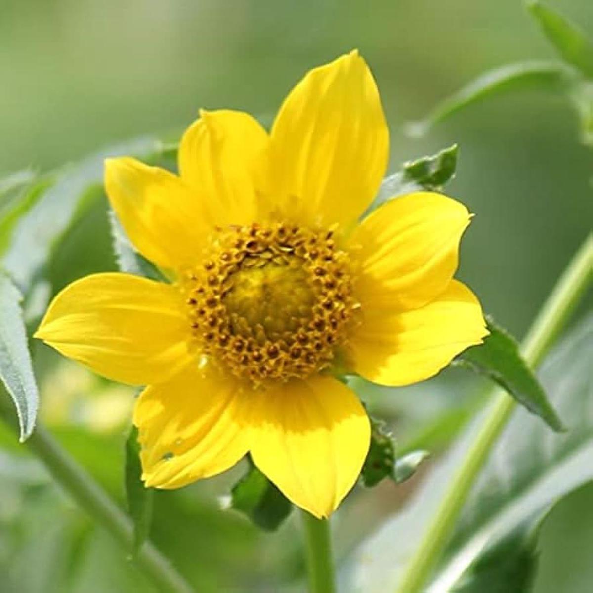 Bidens Cernua Flower For Planting Flower Seeds for Home Garden Planting, Premium Organic Blooming