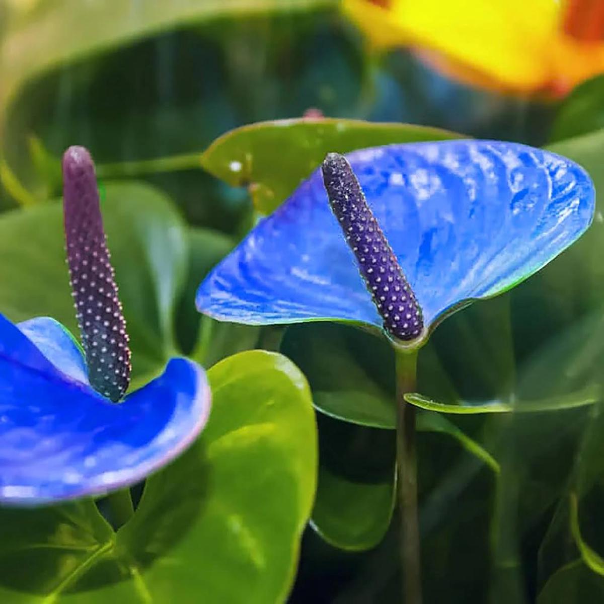 Blue Anthurium for Planting Hardy Variety Heirloom & GMO Free Seeds for Home Garden Sale