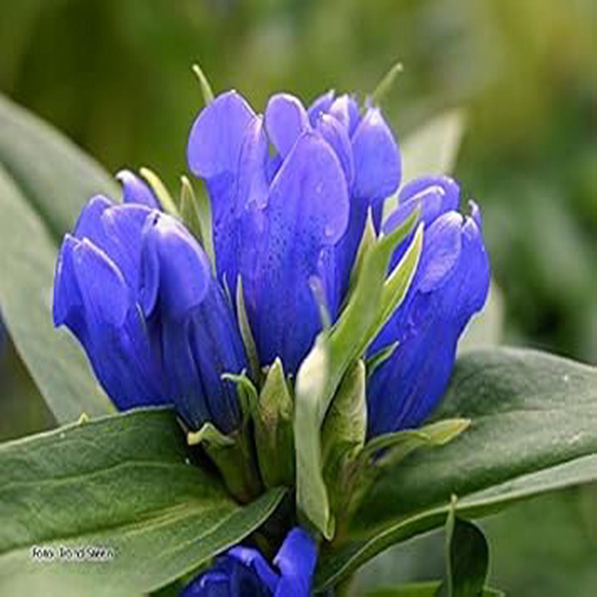 Blue Gentian Flower seeds for Planting - Fragrant Blossoms, Heirloom & GMO Free Seeds for Home Garden