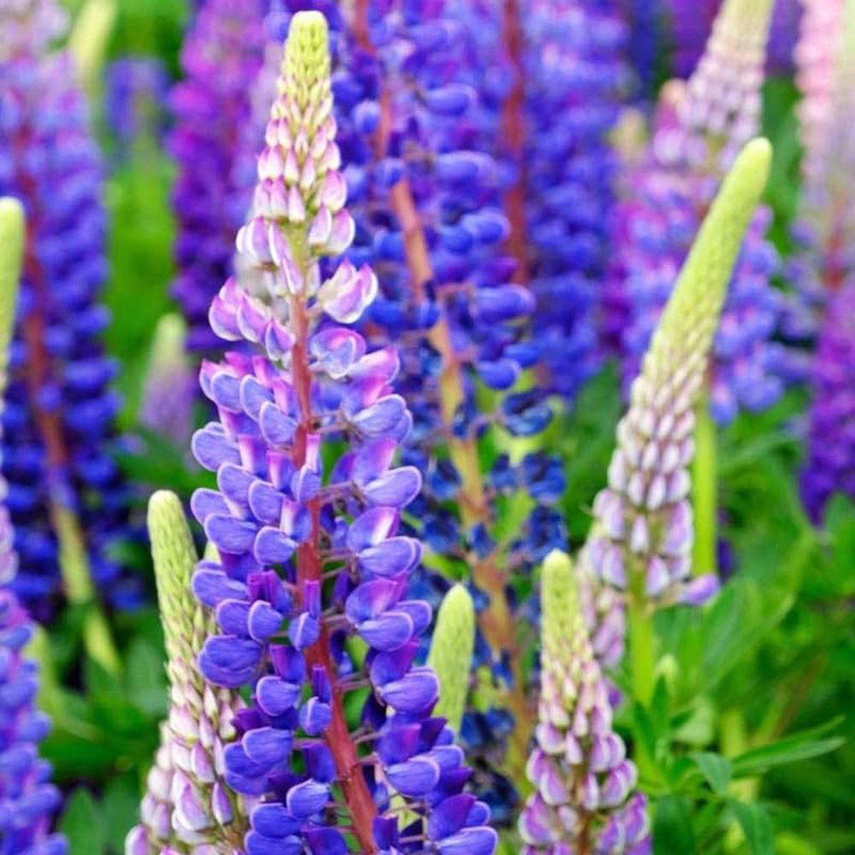 Blue Lupine Lupinus Perennis Flower For Planting In Backyard Gardens Flower Seeds for Home Garden