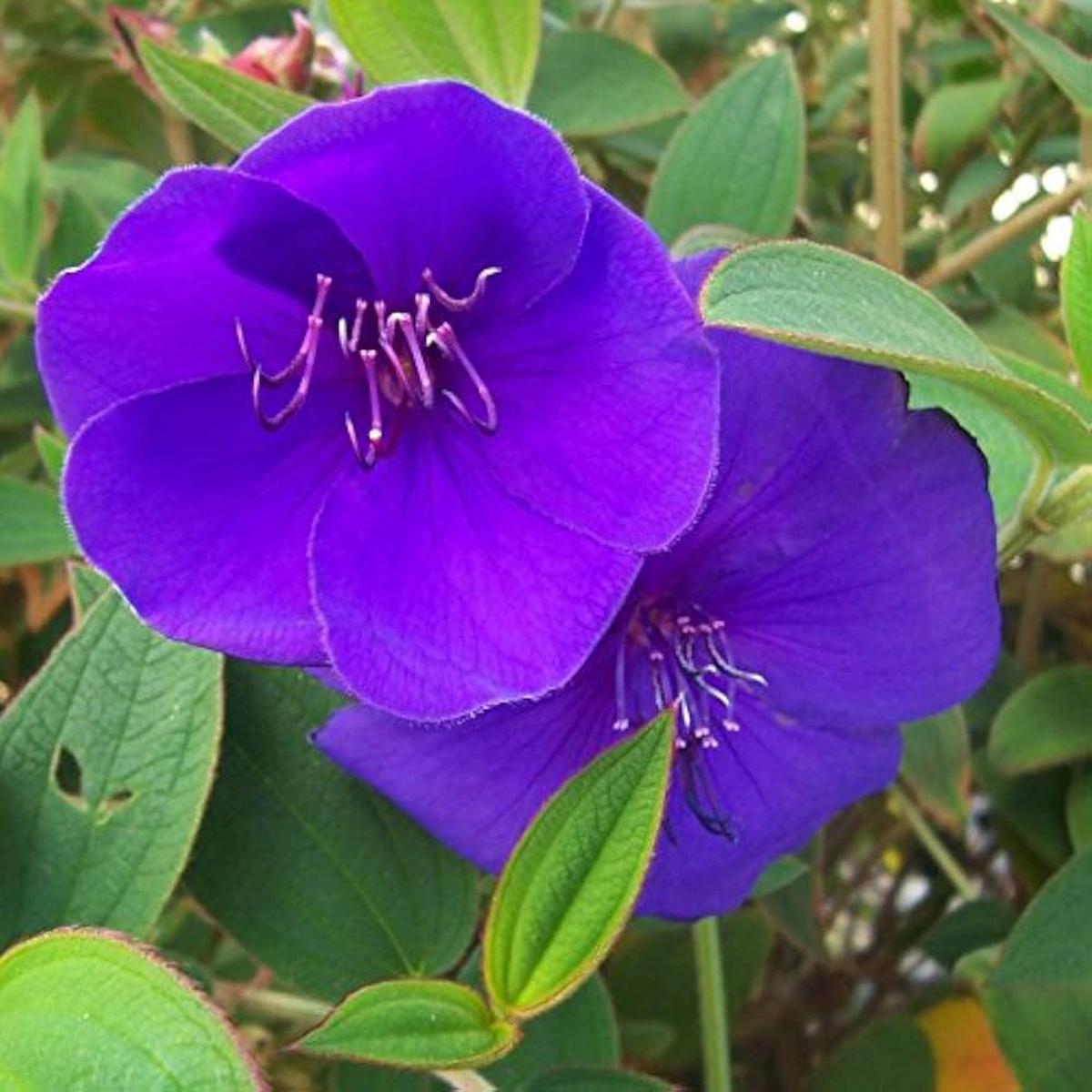 Blue Mandevilla Sanderi Flower seeds for Planting - Cottage Garden Essential, Heirloom & GMO Free Seeds for Home Garden