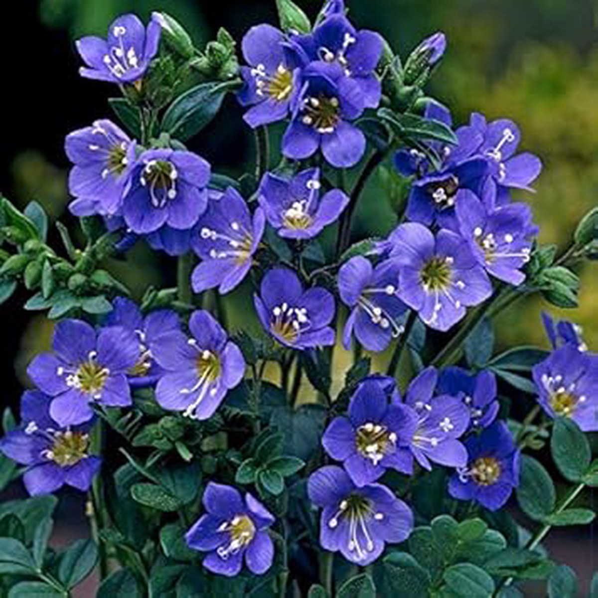 Blue Polemonium Flower Seeds for Planting, Fresh, 100 pcs