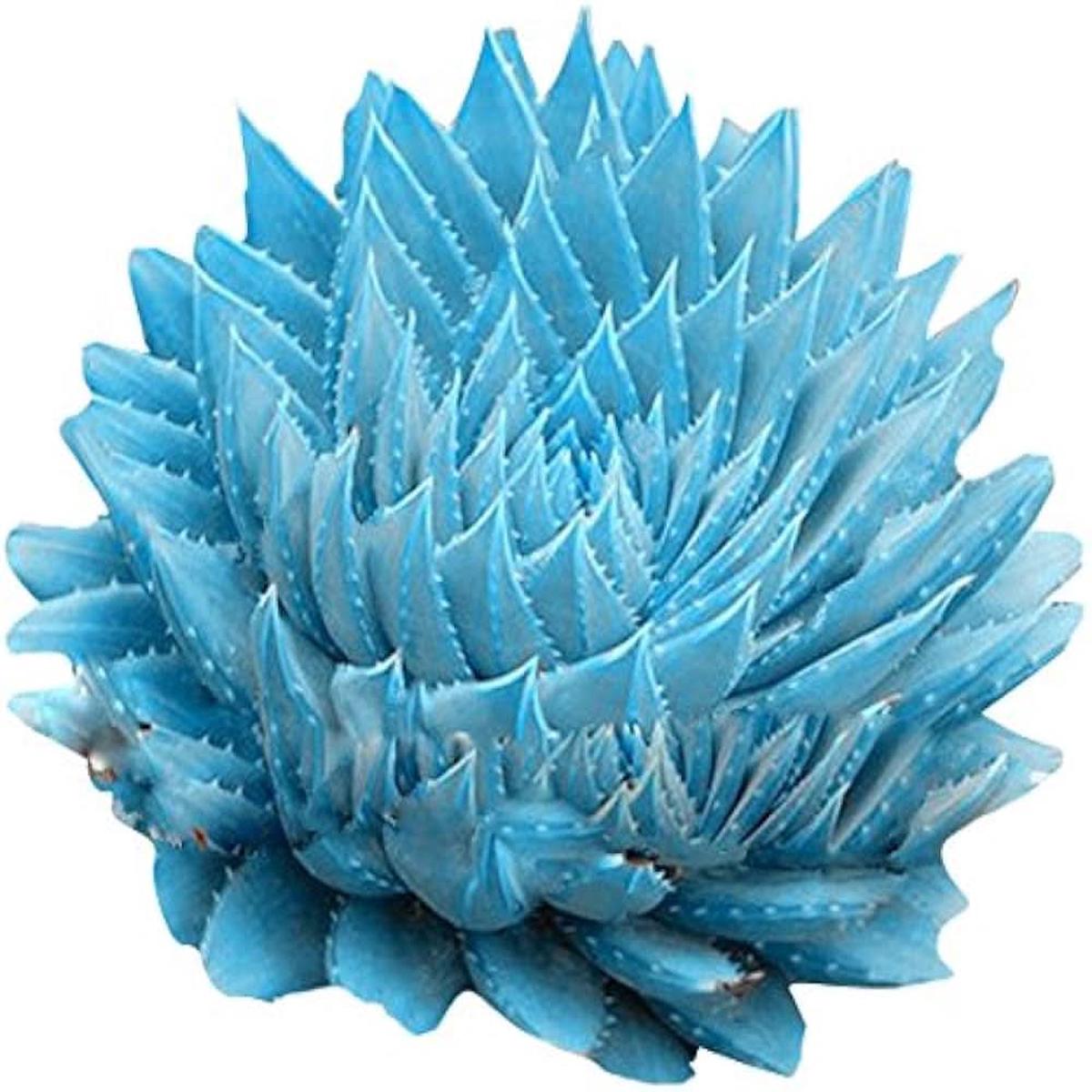 Blue Spiked Cactus Ferocactus Glaucescens Succulent For Indoor Pots And Desert Garden Planting