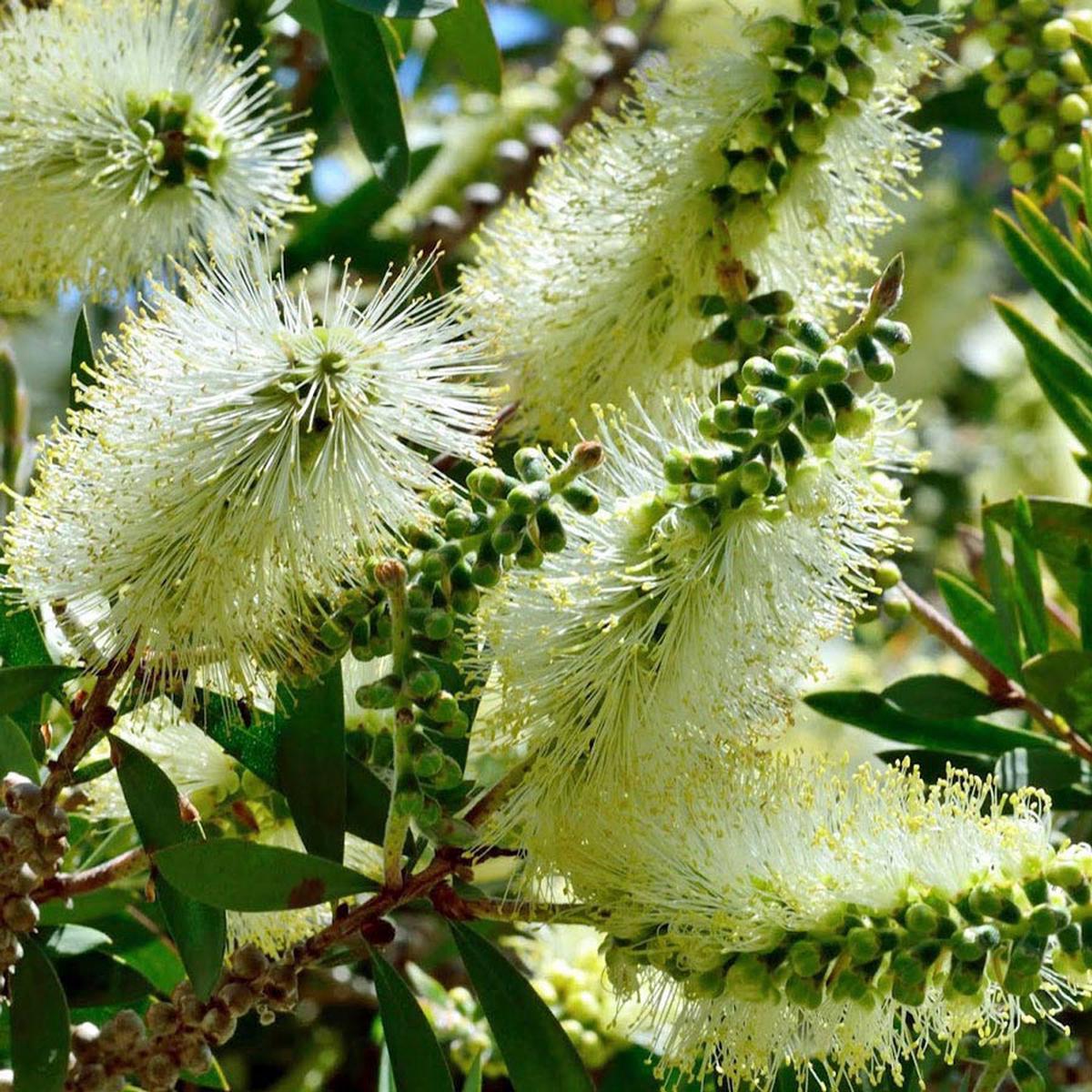 Bottle Brush Melaleuca Flower seeds for Planting Premium Quality Heirloom & GMO Free Seeds for Home Garden