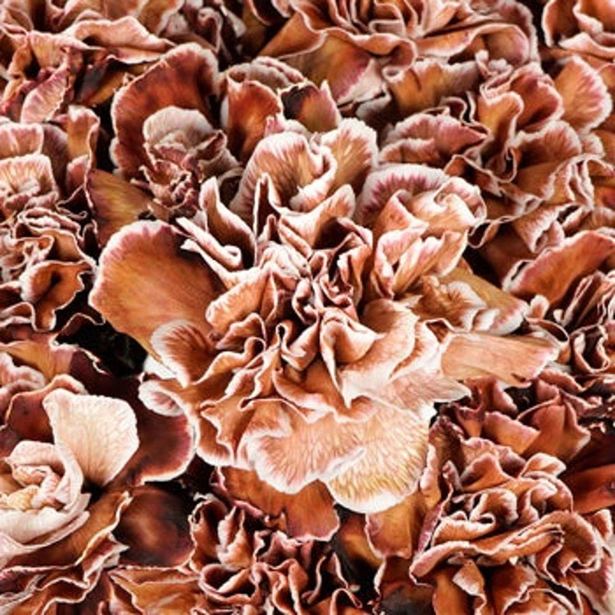 Brown White Carnation Flower Seeds for Planting Heirloom, Non-GMO, High Germination Bicolor Fragrant Bloom Seeds