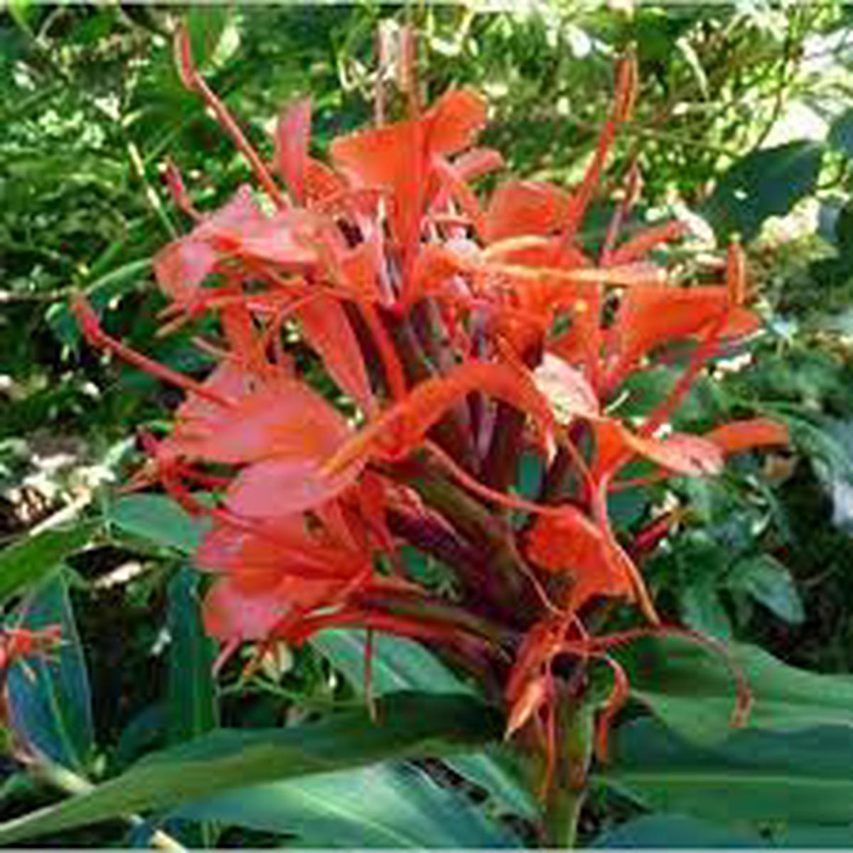 Bugle Lily Watsonia Pillansii Flower Seeds for Planting  Heirloom, Non-GMO, High Germination Blooms for Sunny Borders & Garden Beds