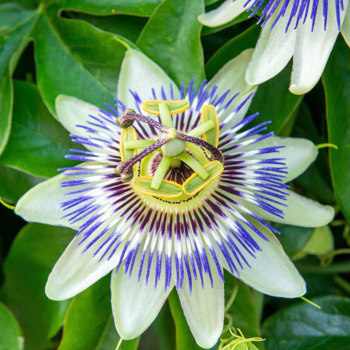 Bulk Passiflora Seeds