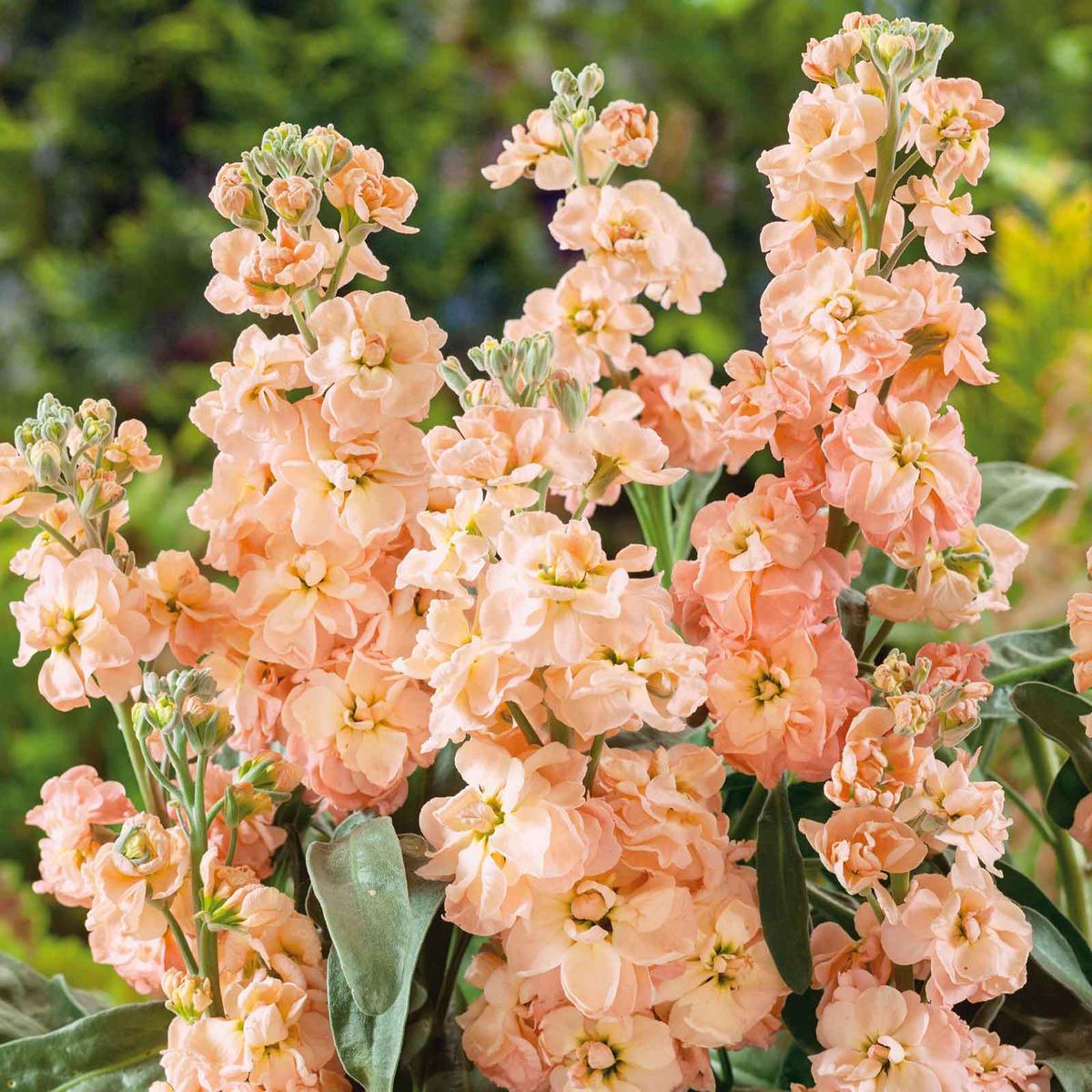 Bulk Stock Seeds - Apricot