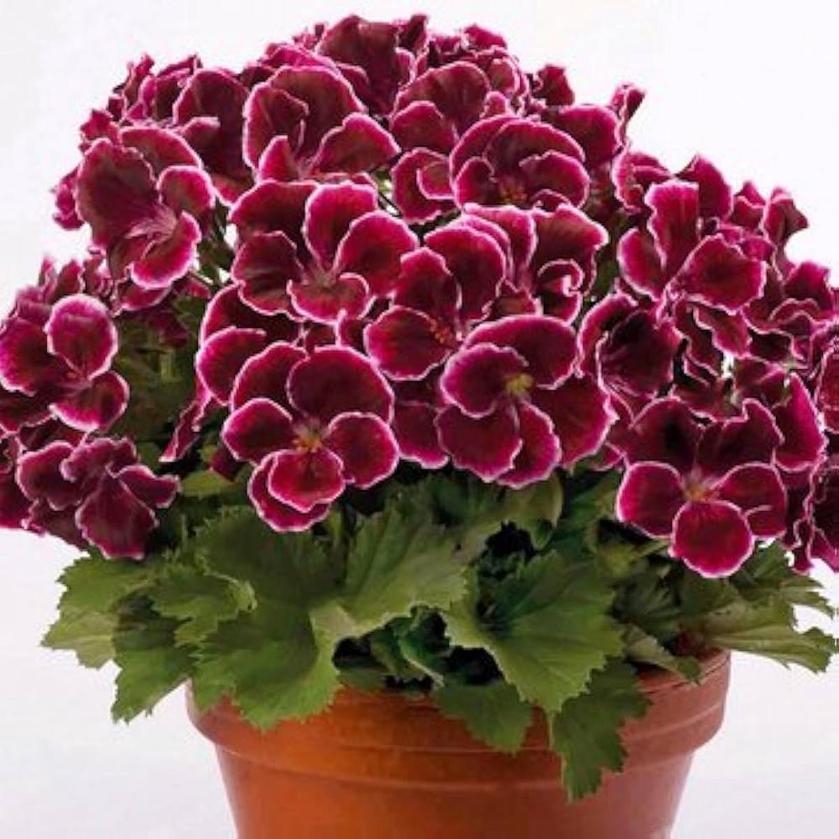 Burgundy Blooms Geranium Heirloom Non-GMO Seeds for Planting  High Germination Organic Garden Seeds