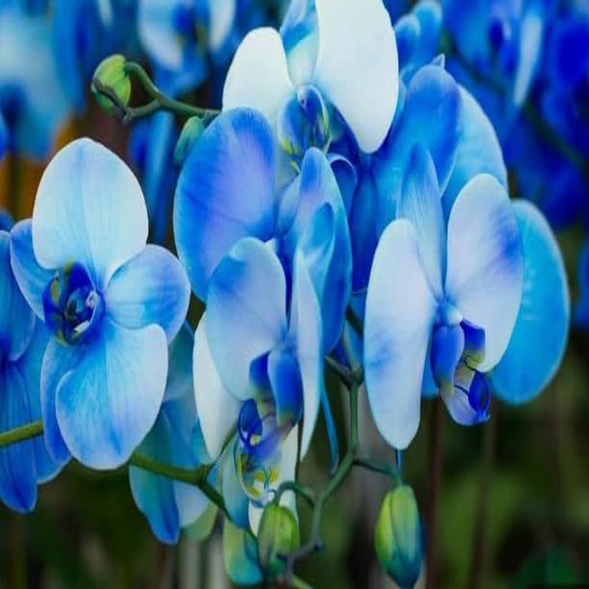 Butterfly Orchids Flower seeds for Planting - Hardy Variety, Heirloom & GMO Free Seeds for Home Garden