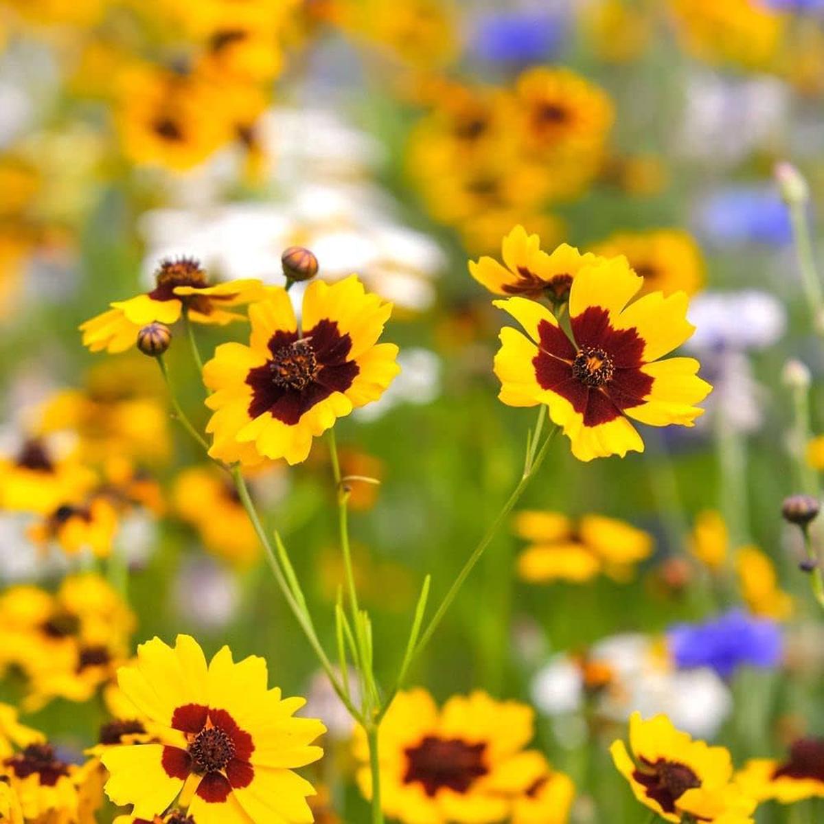 Calliopsis Flower Seeds for Planting  Heirloom, Non-GMO Seeds for Vibrant Garden Blooms