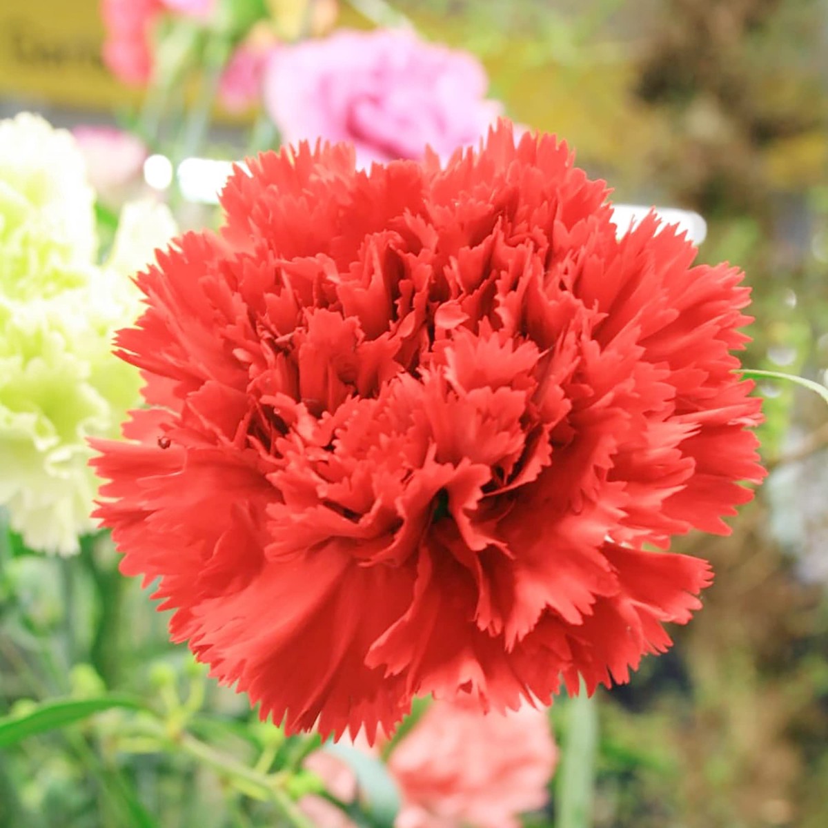 Carnation Grenadin Scarlet Dianthus Caryophyllus For Planting Bulk Flower Seeds for Home Garden
