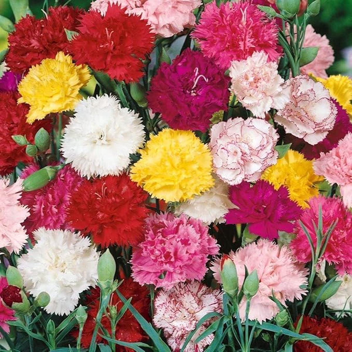 Carnation Seeds, Perennial Flowers, Potted Garden Plants, 16 Colors Available