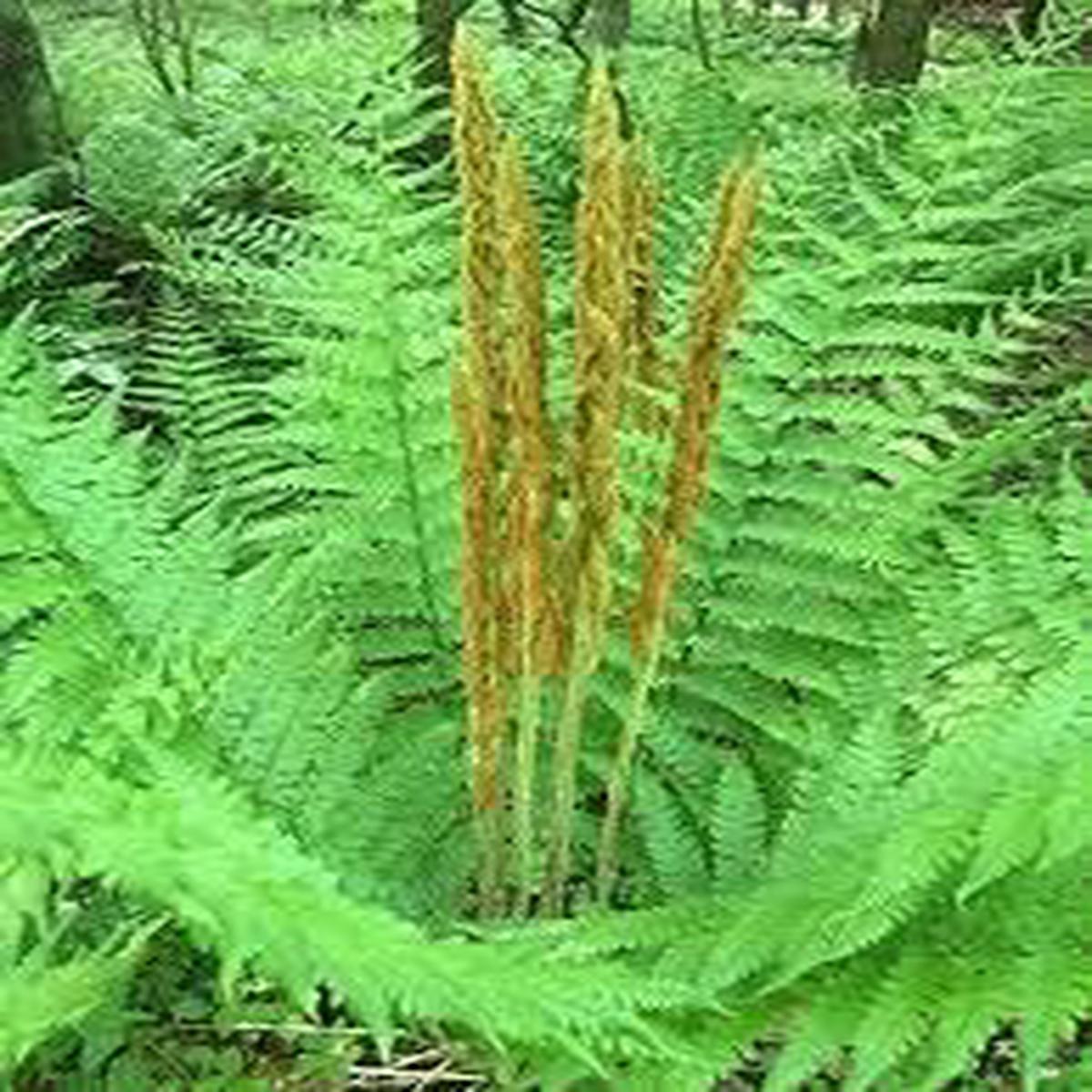 Cinnamon Fern Spores Plant Seeds for Planting  Heirloom & Non-GMO Seeds, High Germination, Organic Garden