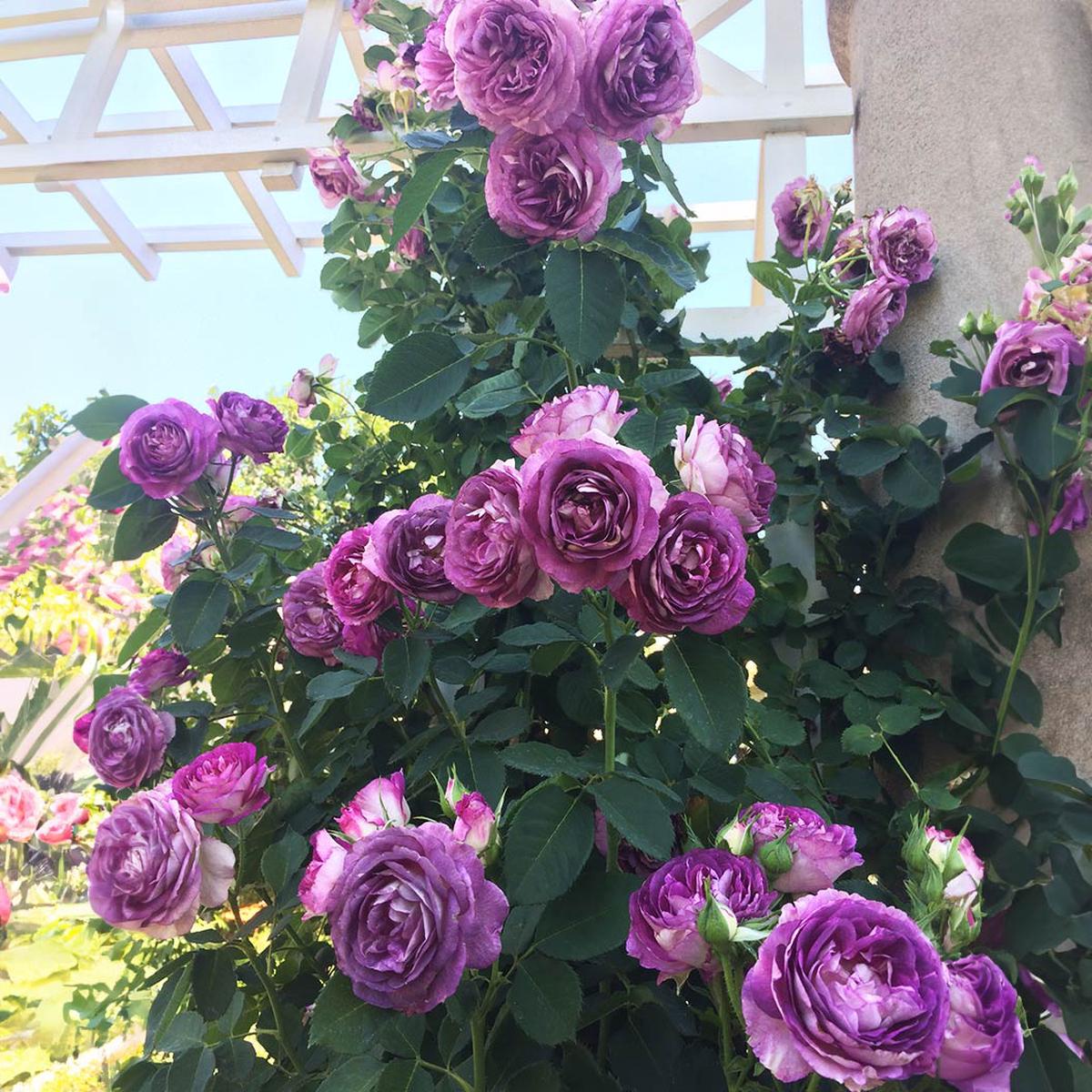 Climbing Rose Flower seeds for Planting - Pollinator Friendly, Heirloom & GMO Free Seeds for Home Garden