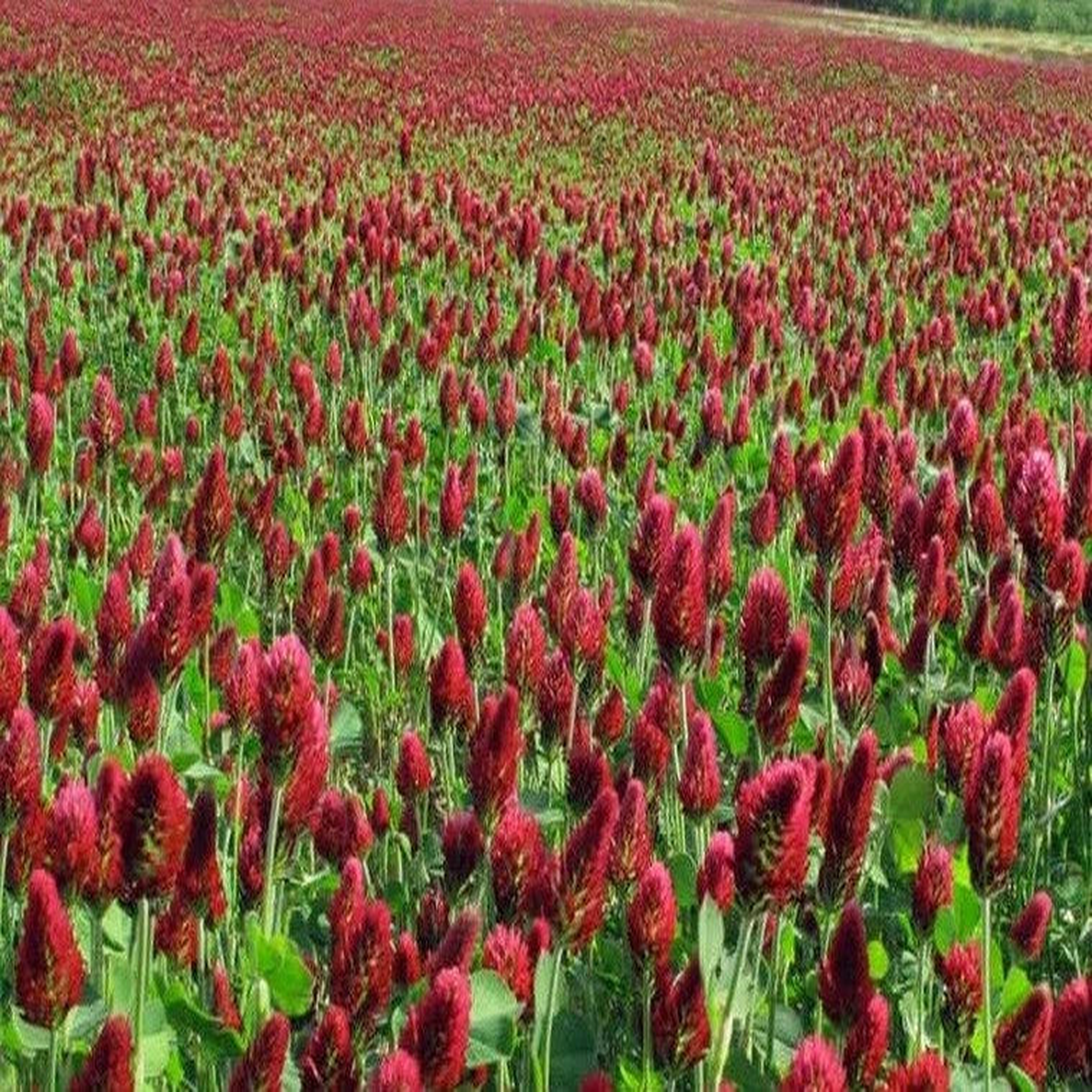 Clover CRIMSON RED Flowers legume adds Nitrogen Pollinators Seeds  Heirloom, Non-GMO, High Germination Organic Garden Seeds