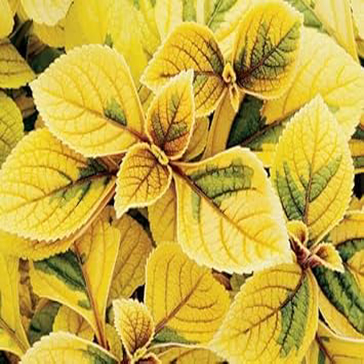 Coleus Yellow Flower seeds for Planting - Pollinator Friendly, Heirloom & GMO Free Seeds for Home Garden