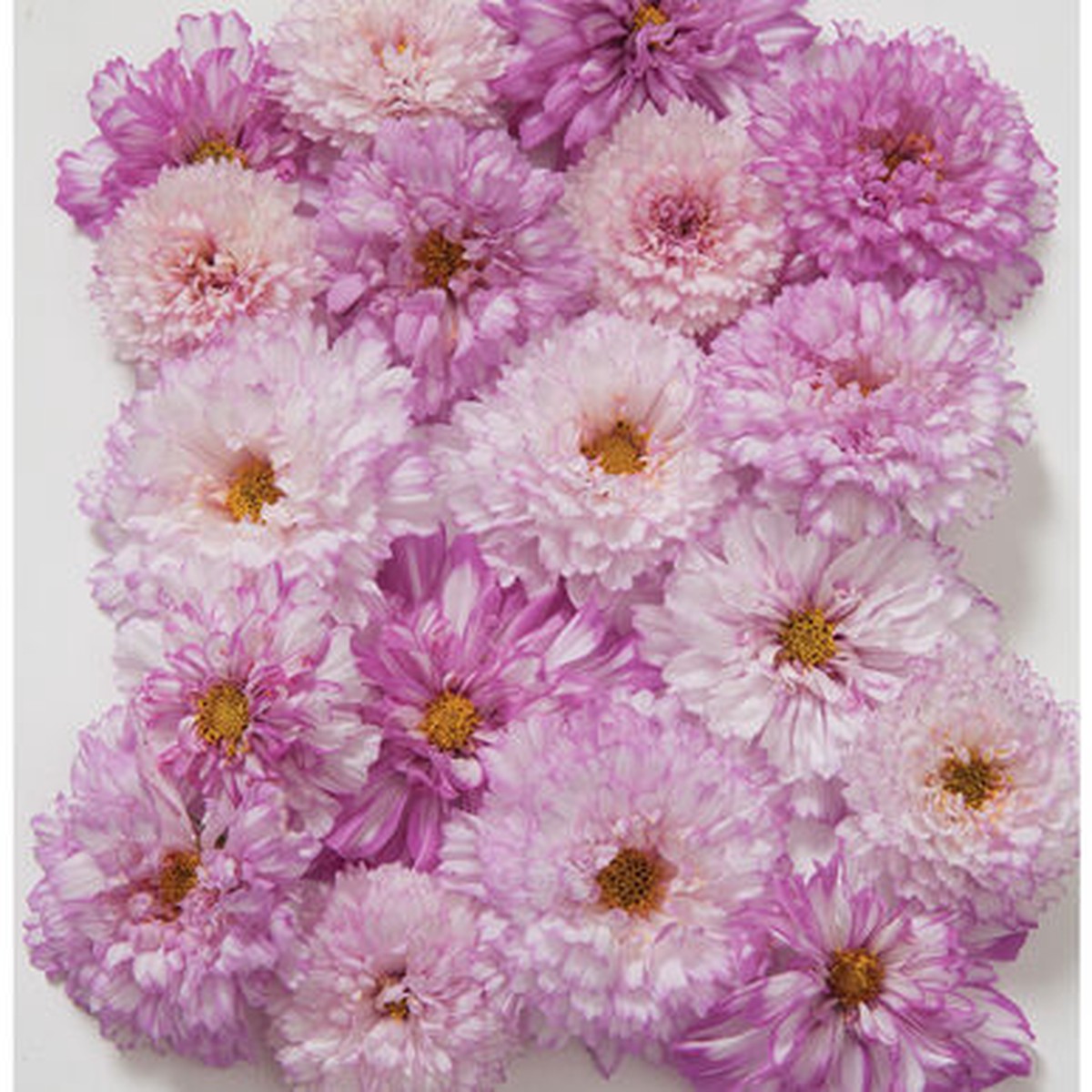 Cosmos Double Click Bicolor Pink Imported Heirloom, Non-GMO, High Germination Organic Garden Seeds