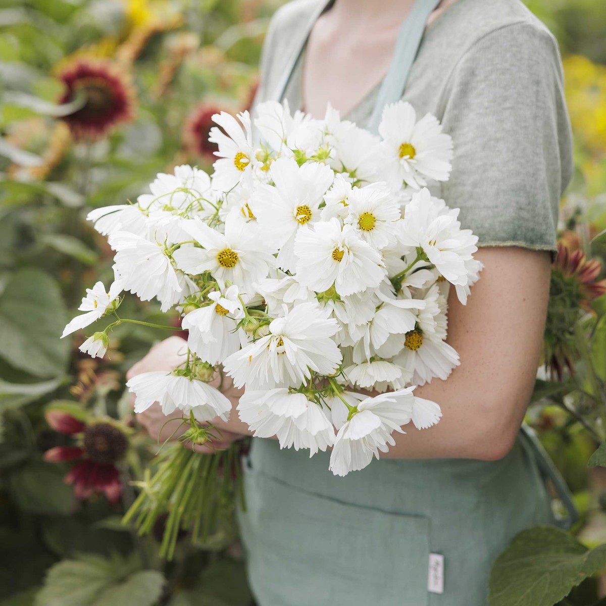 Cosmos Seeds - Psyche White