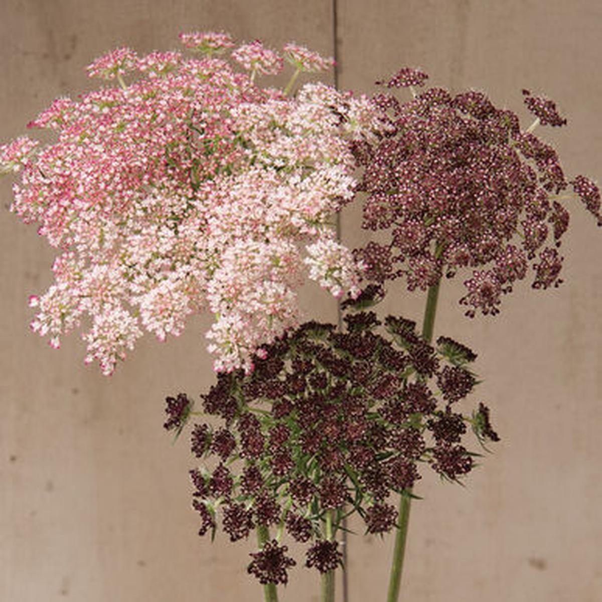 Dara Daucus Imported  Heirloom, Non-GMO, High Germination Organic Garden Seeds