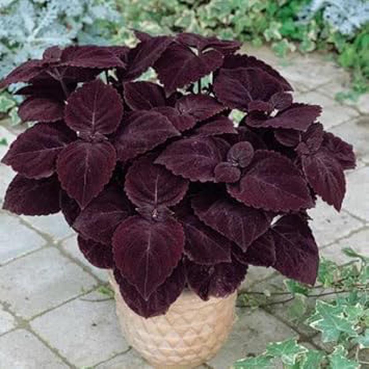 Dark Chocolate Coleus Seeds for Planting