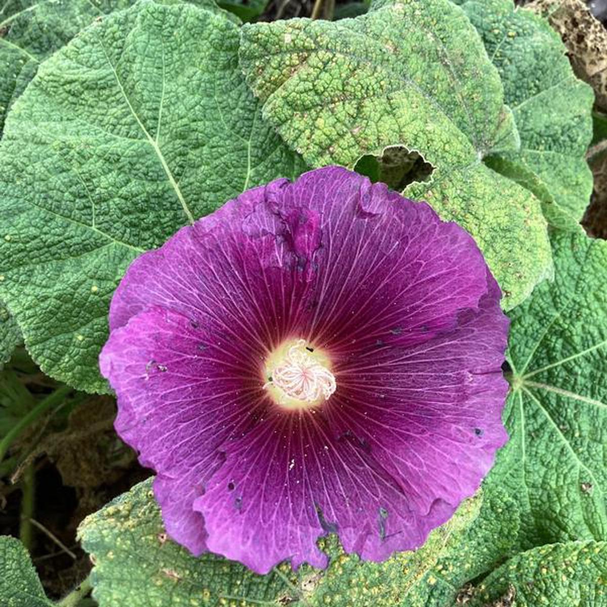 Dark Purple Althaea Rosea Flower Seeds for Planting Heirloom, Non-GMO, Compact Growth, High Germination