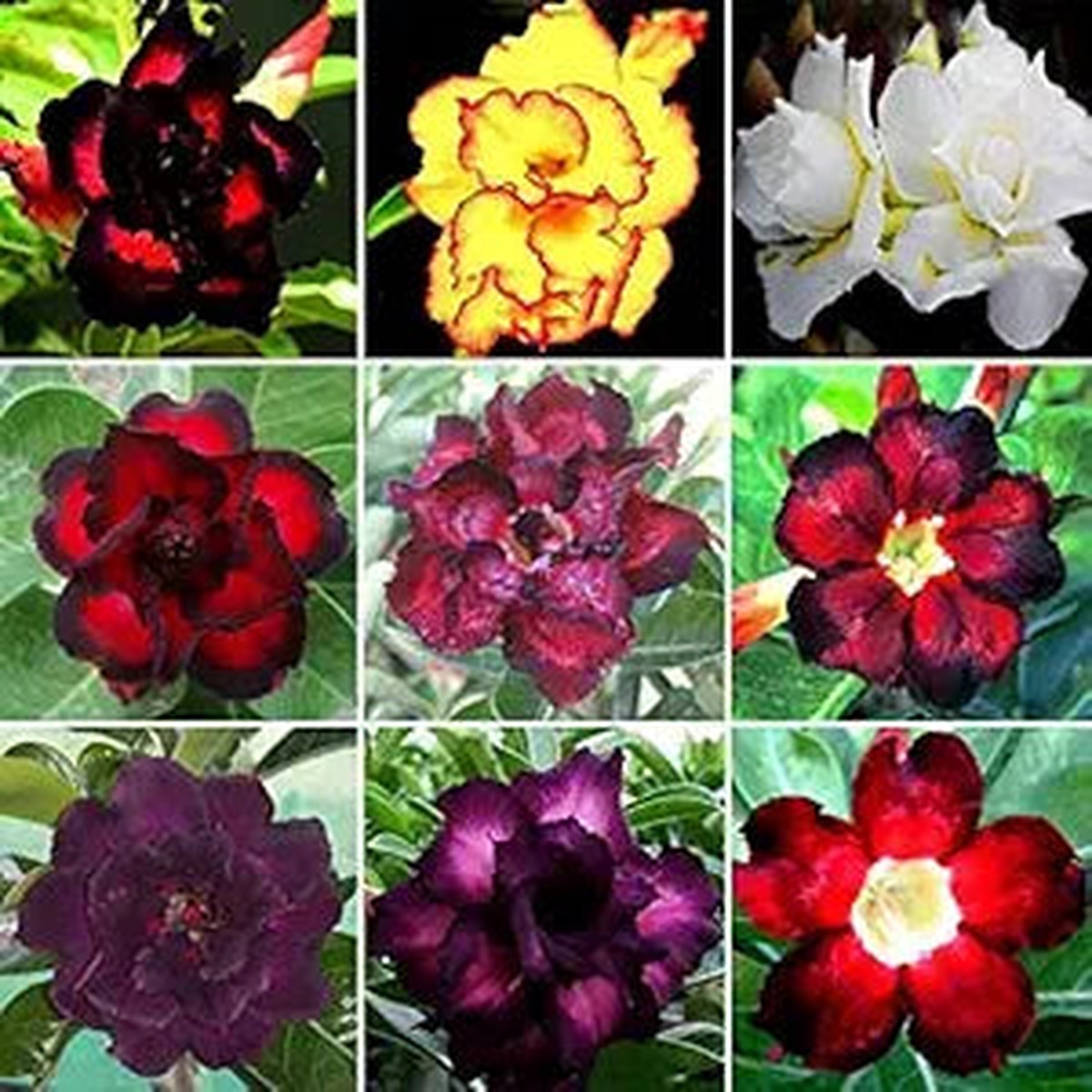 Desert Rose Seeds: 30 Mixed Style Rare Rose Daisy Seeds Cosmo Calliopsis