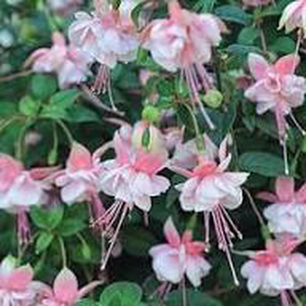 Double Petals Fuchsia Flower Seeds for Planting | Heirloom Non-GMO High Germination