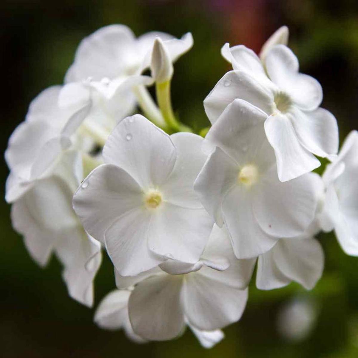 Drummondii Flower Seeds for Planting Fragrant Blossoms, Heirloom & Non-GMO Seeds