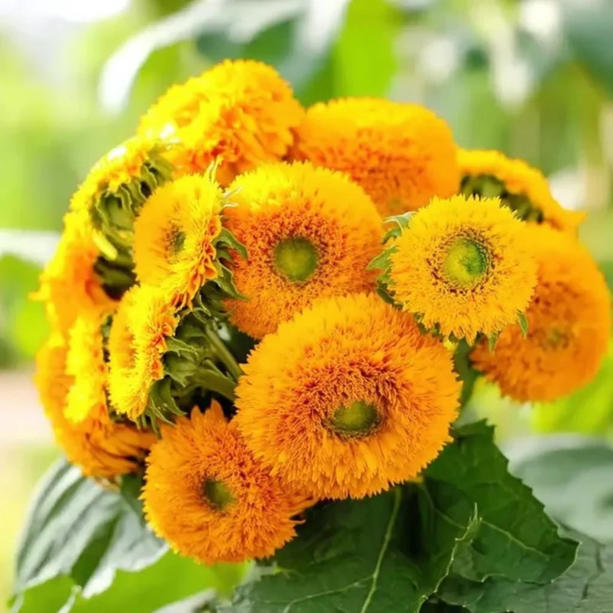 Dwarf Gold Sunflower Seeds - Helianthus annuus - 30 Seeds - Compact Golden Blooms for Gardens & Containers