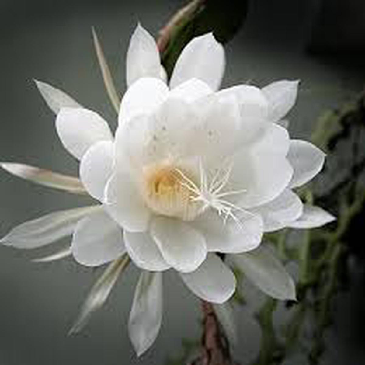 Epiphyllum Oxypetalum Flower Seeds for Planting - Heirloom, Non-GMO, High Germination Organic Garden Seeds
