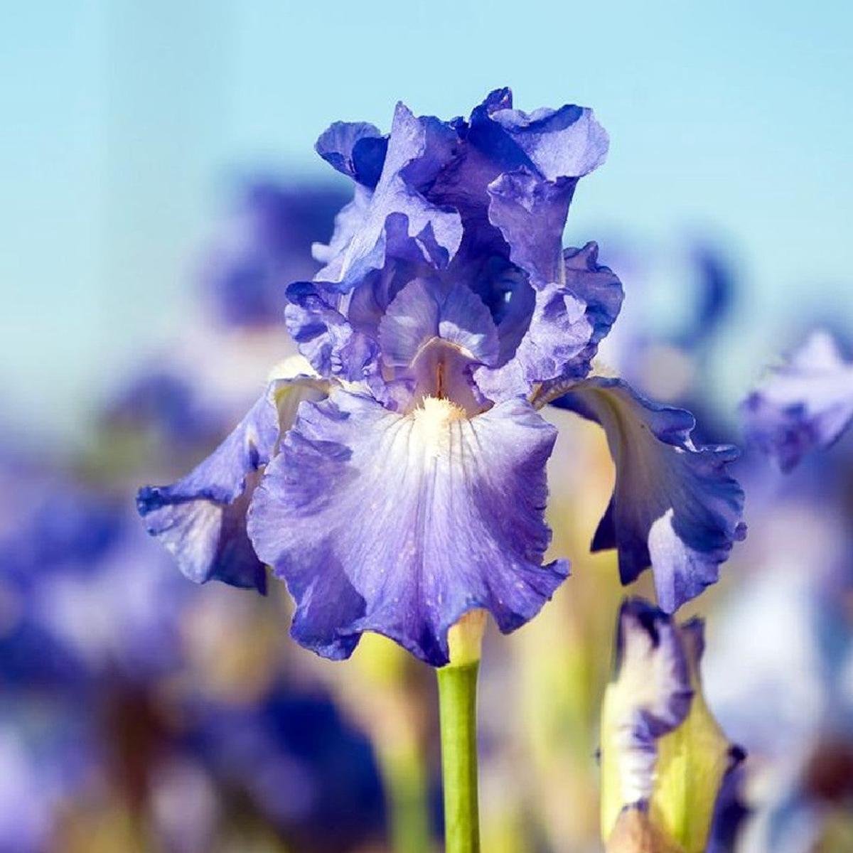 EXOTIC BEARDED IRIS SEEDS for Garden Perennial Flower Plant - US Grown Seeds  Heirloom, Non-GMO, High Germination Organic Garden Seeds