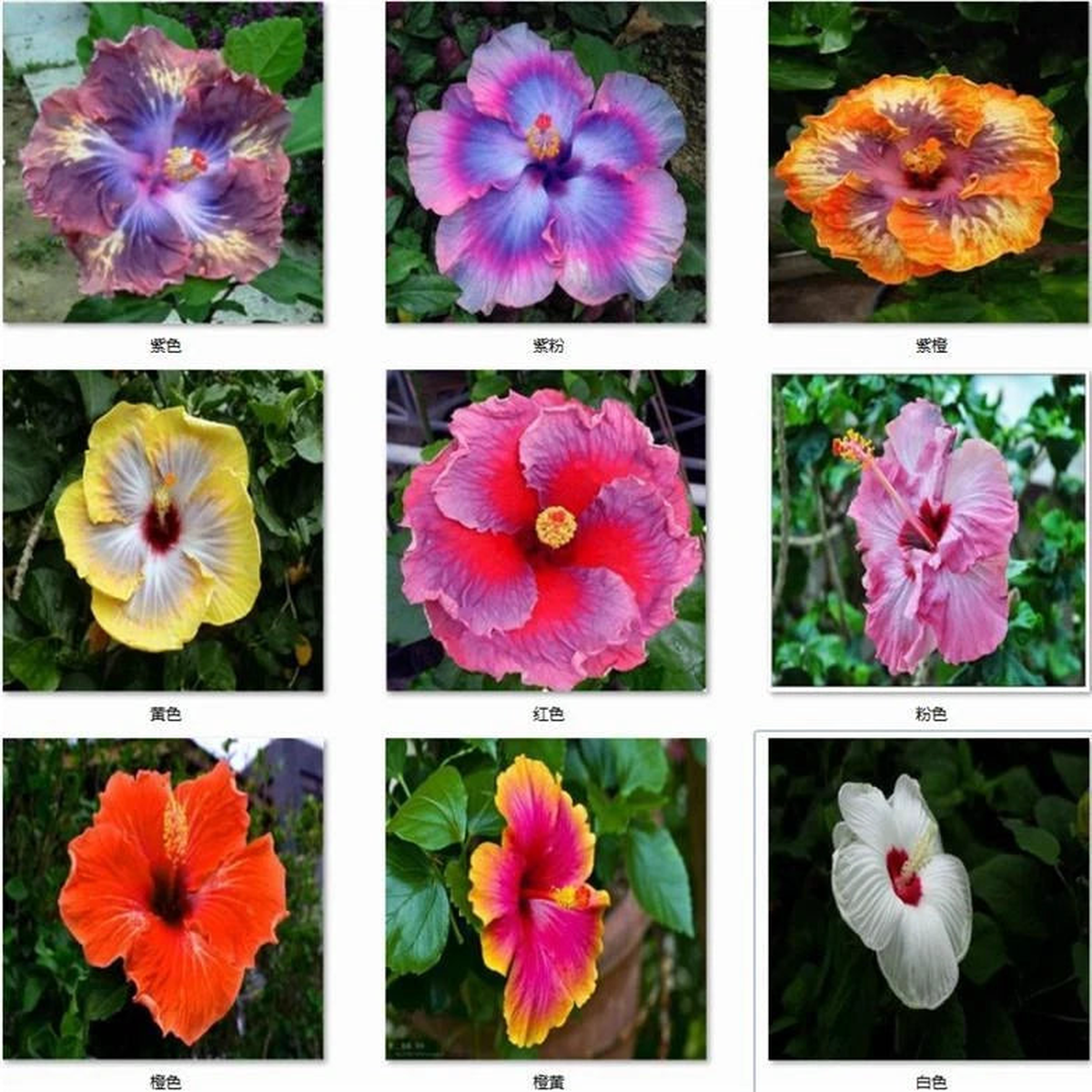 EXOTIC RARE HIBISCUS SEEDS for garden flower beds plant bush SELLER USPS Seeds  Heirloom, Non-GMO, High Germination Organic Garden Seeds