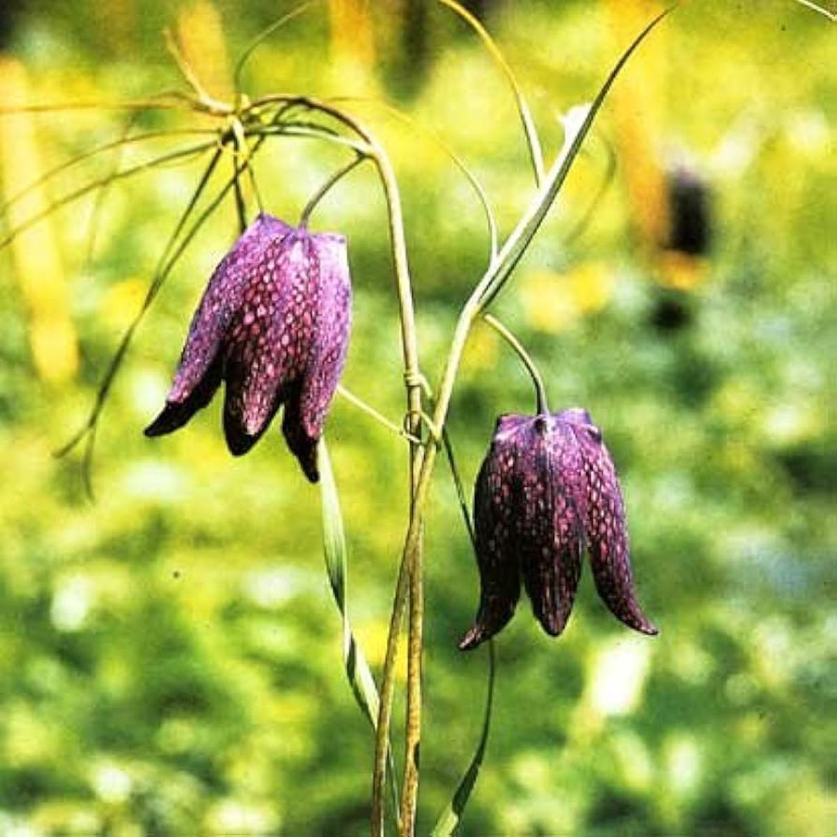 Fritillaria Ruthenica Black Night Flower Seeds for Planting for Ornamental Garden