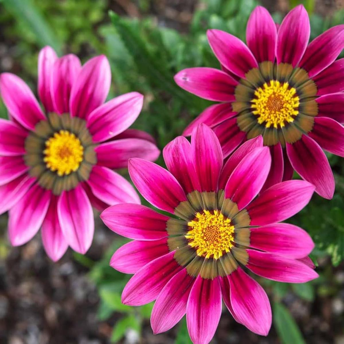 Gazania Pink Flower Seeds for Planting  Heirloom Non-GMO, High Germination Organic Garden Seeds