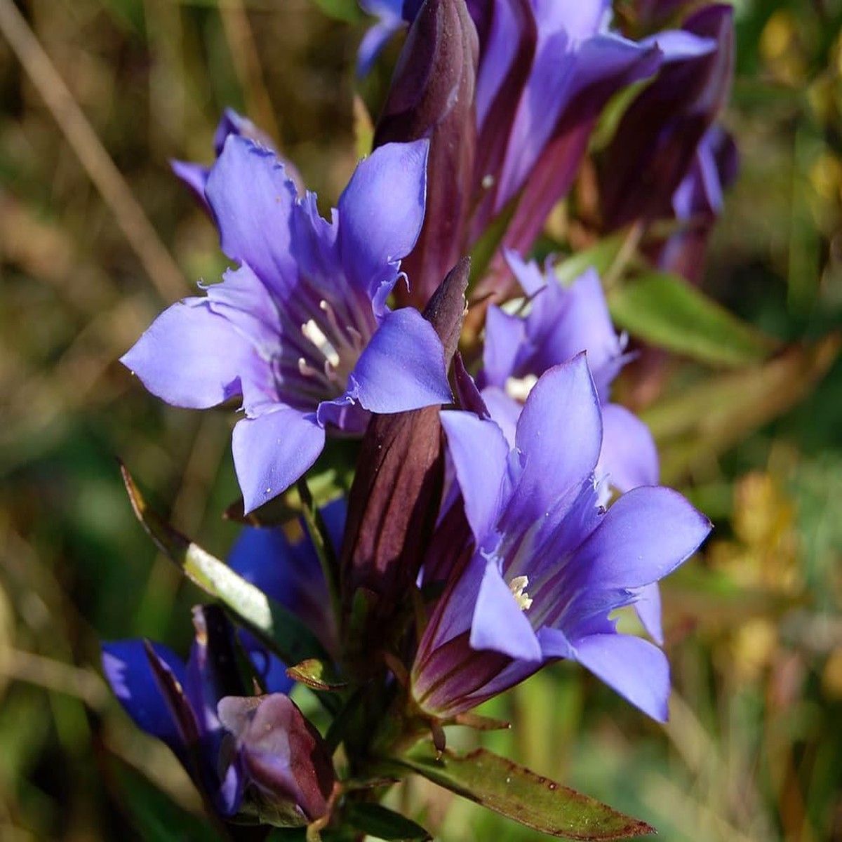 Gentiana Puberulenta Flower Seeds for Planting Heirloom, Non-GMO Organic Garden Seeds with High Germination