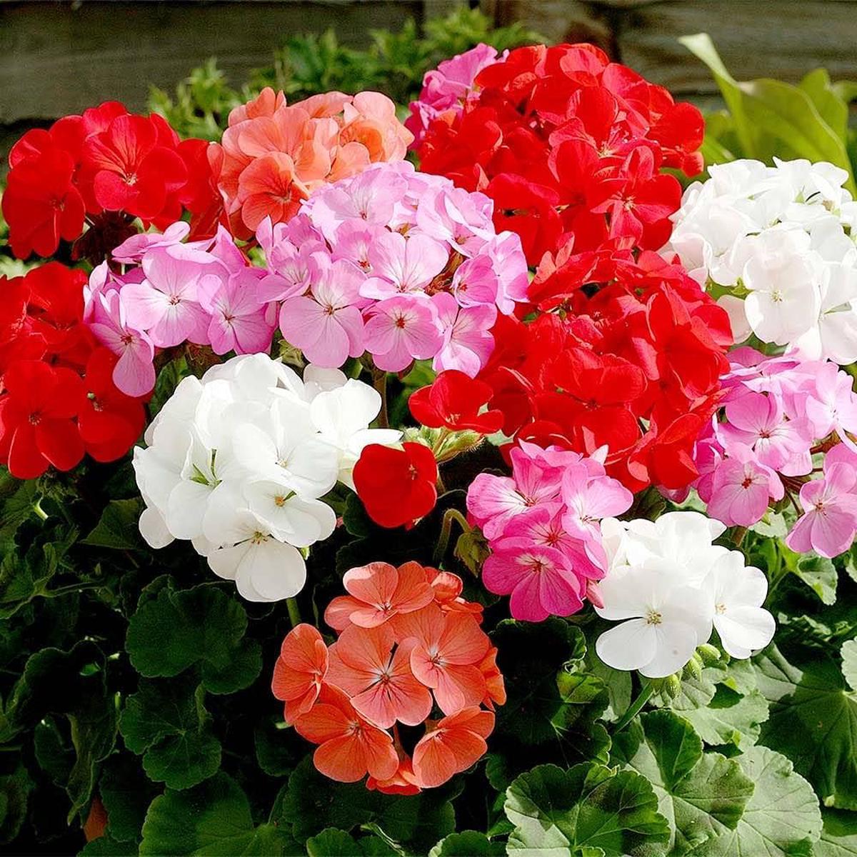 Geranium Flower seeds for Planting  Compact Growth, Heirloom & GMO Free Seeds for Home Garden, High Germination