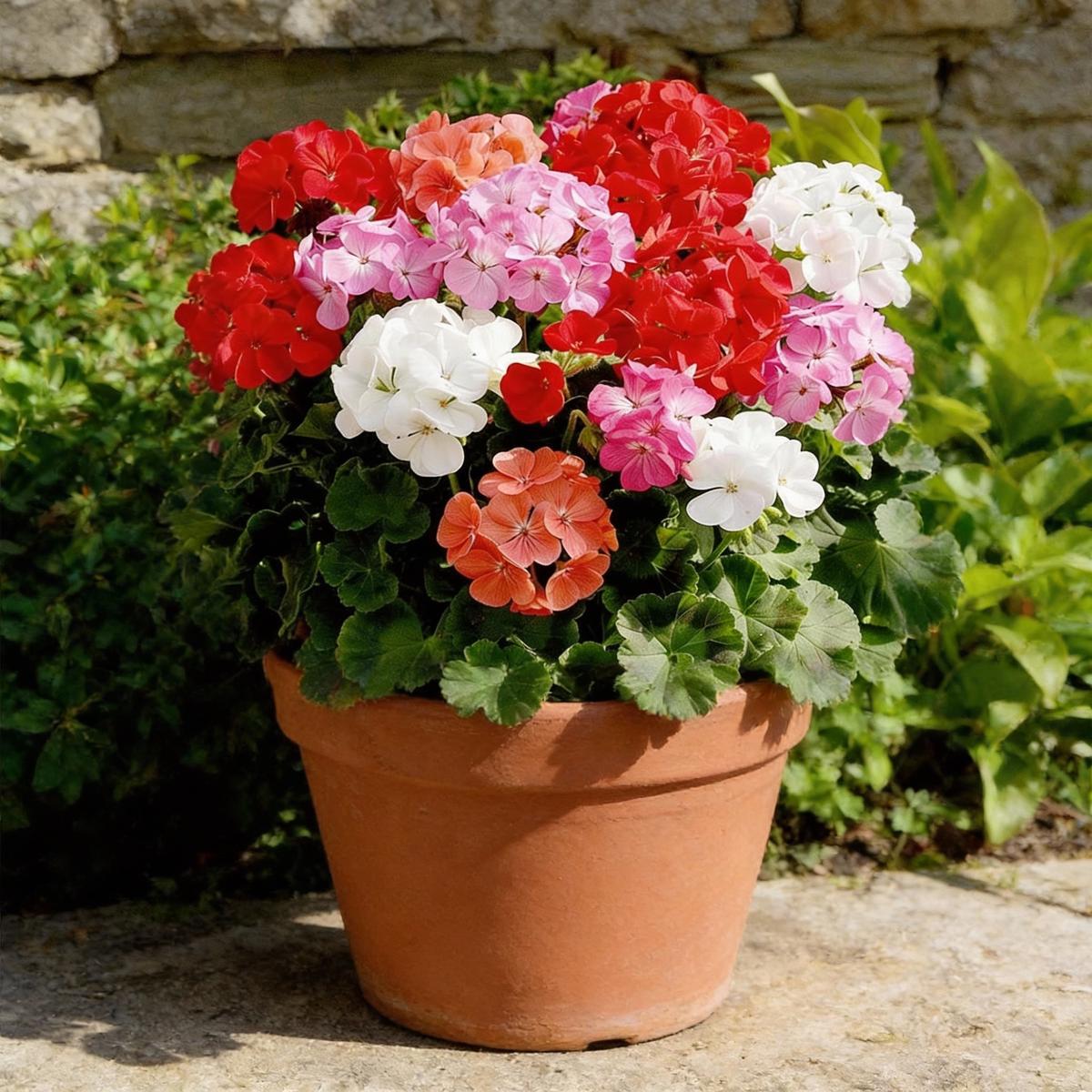 Geranium Pelargonium Mixed Seeds for Planting - Vibrant Blooms