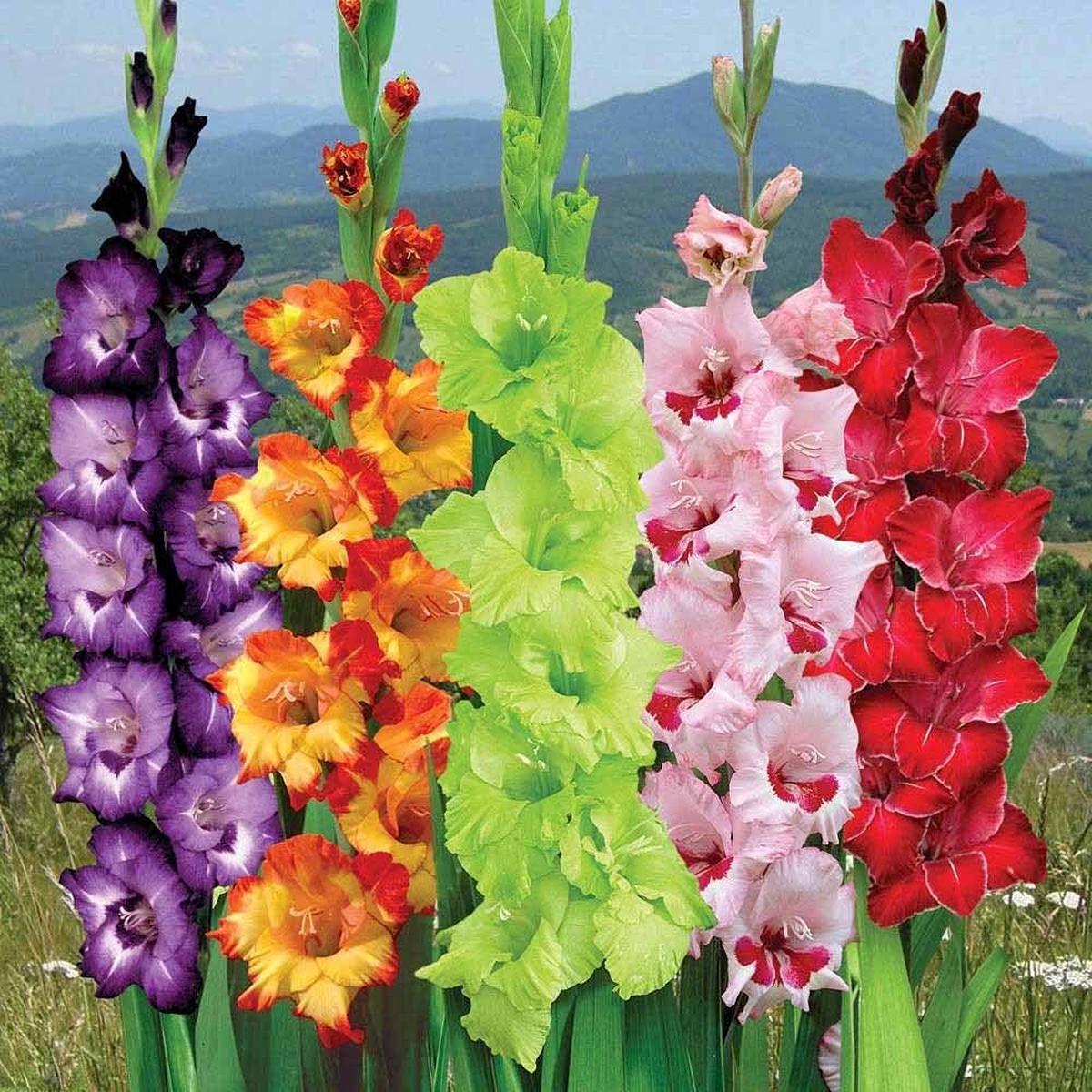 Gladiolus Flower Fresh Growing Gladiolus Flowers Flower Seeds Home Garden Planting, Vibrant
