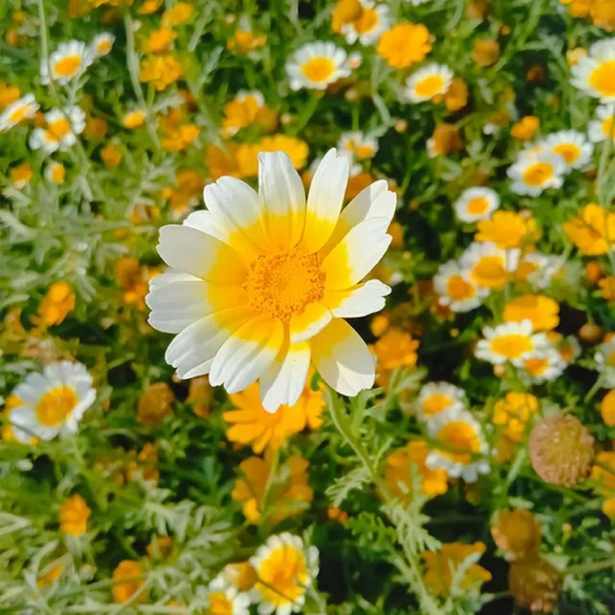 Glebionis Coronaria (Garland Chrysanthemum) Flower Seeds for Planting  Heirloom, Non-GMO, Edible, Annual