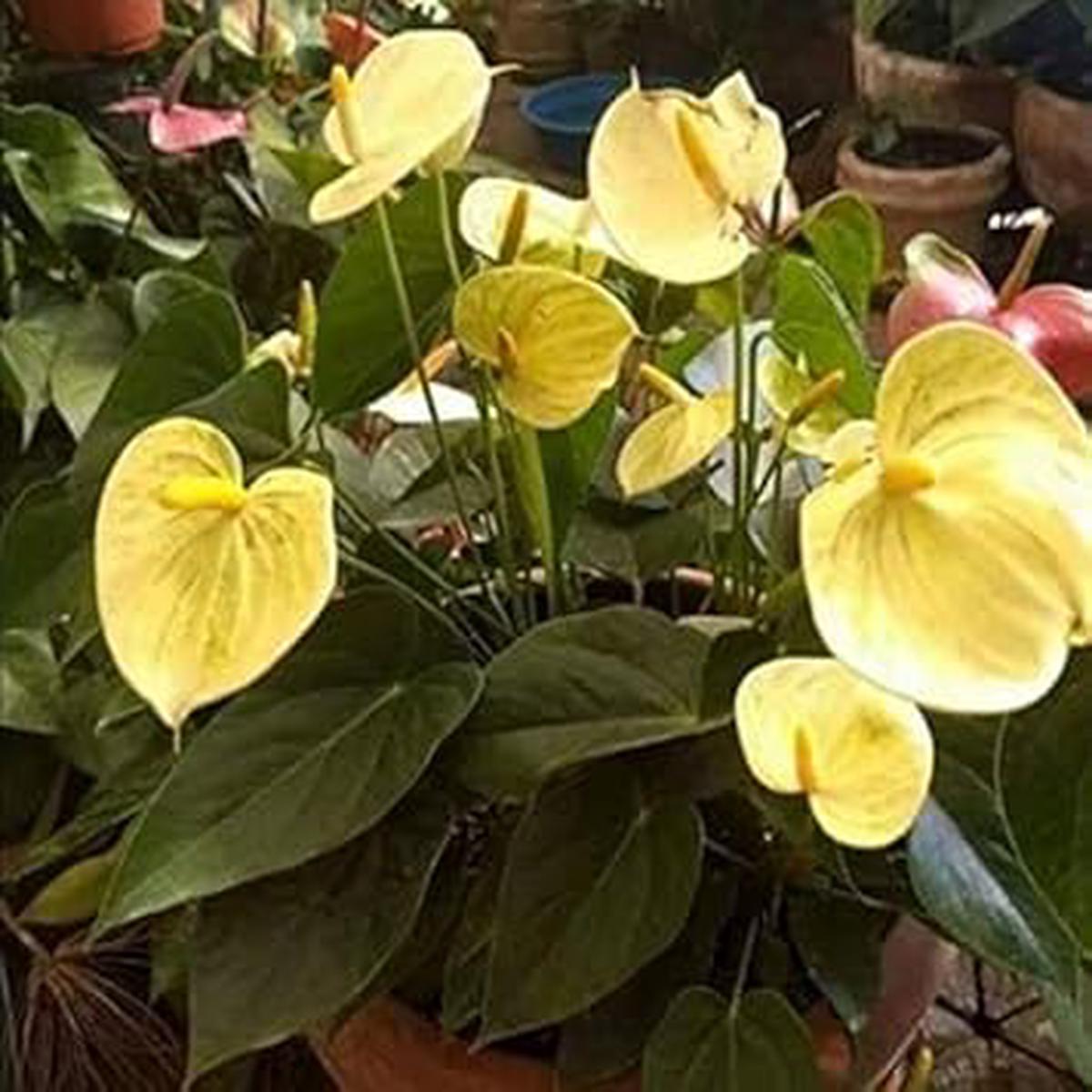 Gold Yellow Anthurium Seeds for Planting Organic Heirloom Non-GMO Seeds, High Germination Organic Garden Seeds