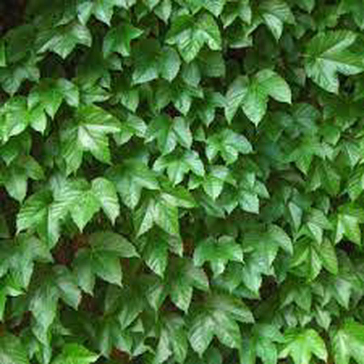 Green Boston Ivy Flower Seeds for Planting  Heirloom, Non-GMO, Organic Garden Seeds